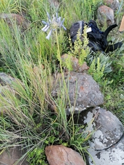 Agapanthus inapertus