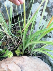 Agapanthus inapertus