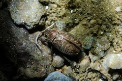 Adoretus tenuimaculatus