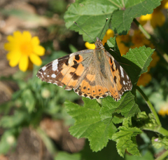 Vanessa cardui