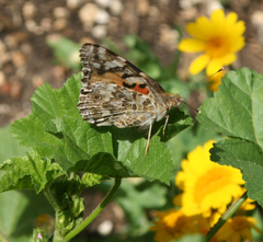 Vanessa cardui