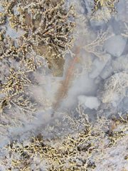 Carpophyllum plumosum