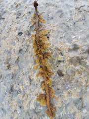 Carpophyllum plumosum