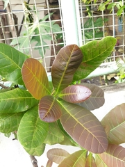 Anacardium occidentale