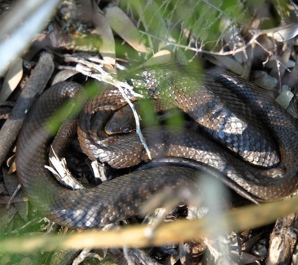 Marsh Snake from North Head, Manly, NSW, AU by jsad. Seen on North Head ...