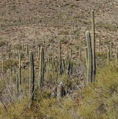 Stenocereus thurberi