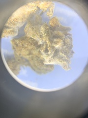 Botrytis