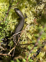 Eulamprus kosciuskoi