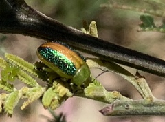 Calomela parilis