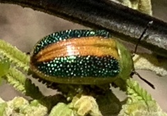 Calomela parilis