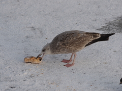 Larus argentatus