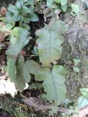 Stegnogramma wilfordii