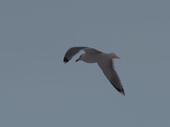Larus argentatus