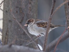 Passer domesticus
