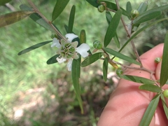 Leptospermum petersonii