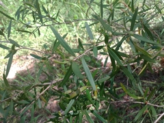 Leptospermum petersonii
