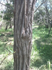 Leptospermum petersonii