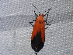Ptychoglene coccinea