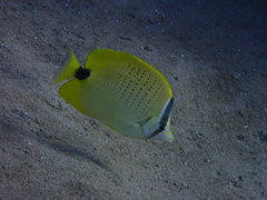 Chaetodon miliaris