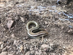 Plestiodon gilberti cancellosus