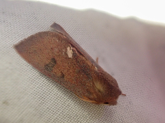 Orthosia mys