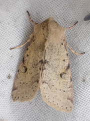 Orthosia behrensiana