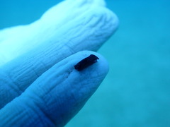 Chelidonura