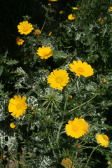 Glebionis coronaria