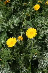 Glebionis coronaria