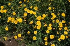Glebionis coronaria