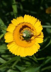 Glebionis coronaria