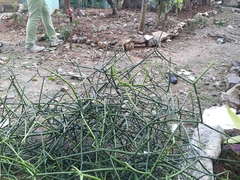 Euphorbia tirucalli