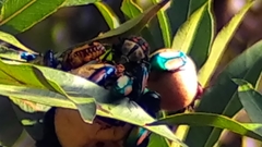 Mecynorhina passerinii