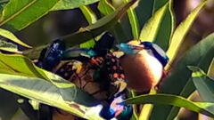 Mecynorhina passerinii