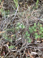 Leucopogon collinus
