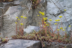 Petrosedum forsterianum