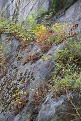 Petrosedum forsterianum