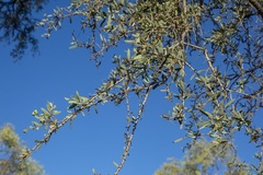 Acacia excelsa