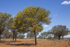 Acacia aneura