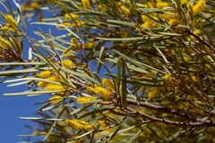 Acacia aneura