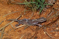 Lucasium steindachneri