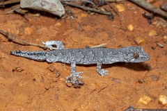 Strophurus intermedius