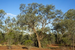Acacia excelsa