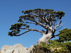 Juniperus morrisonicola