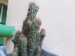 Cereus hildmannianus