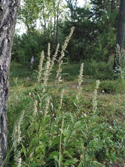 Artemisia integrifolia