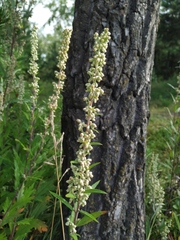 Artemisia integrifolia