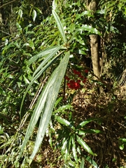 Ardisia crispa