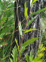Artemisia integrifolia