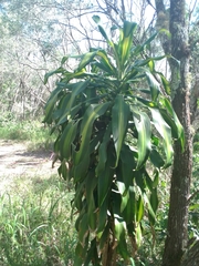 Dracaena